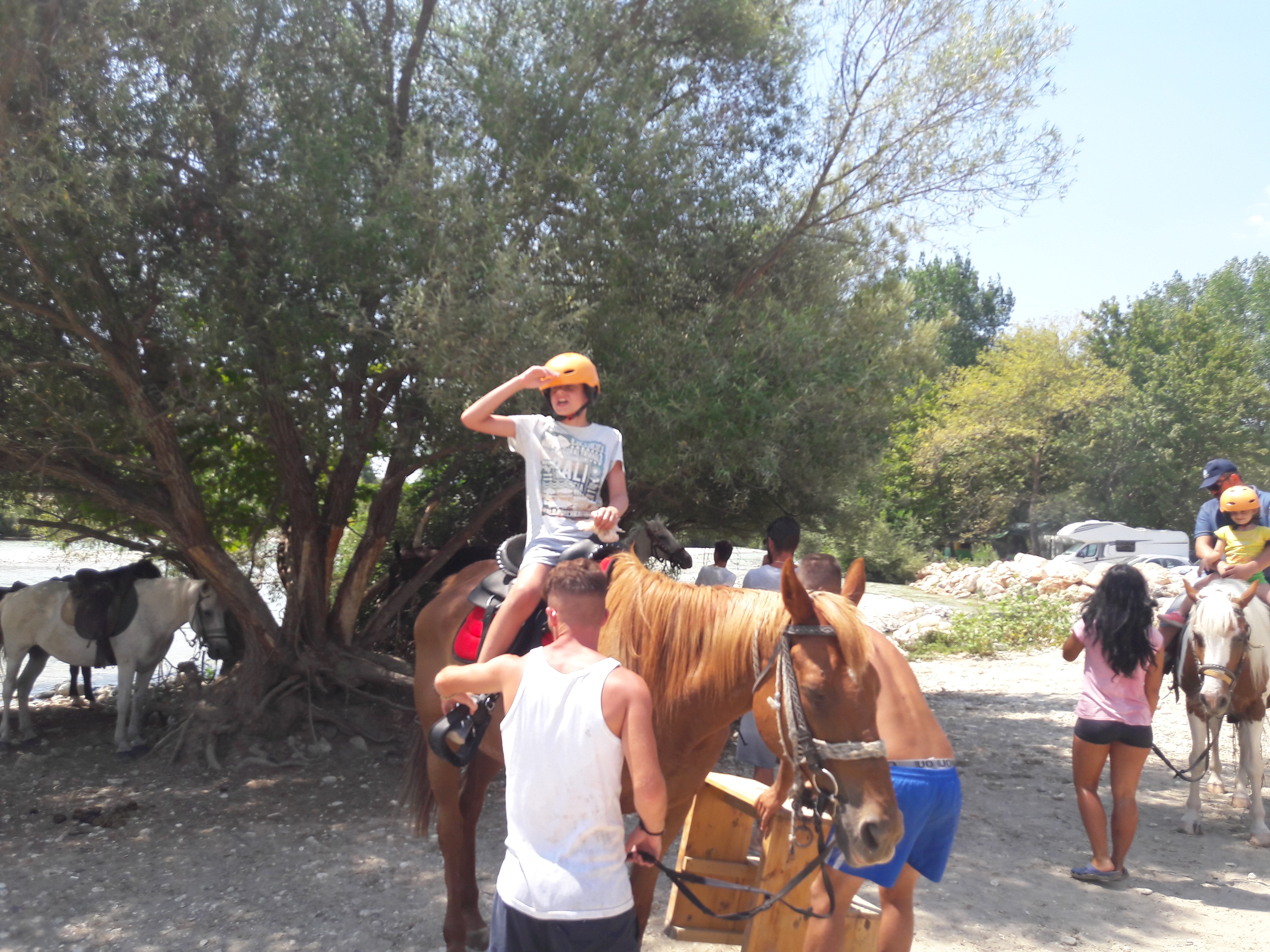horses
